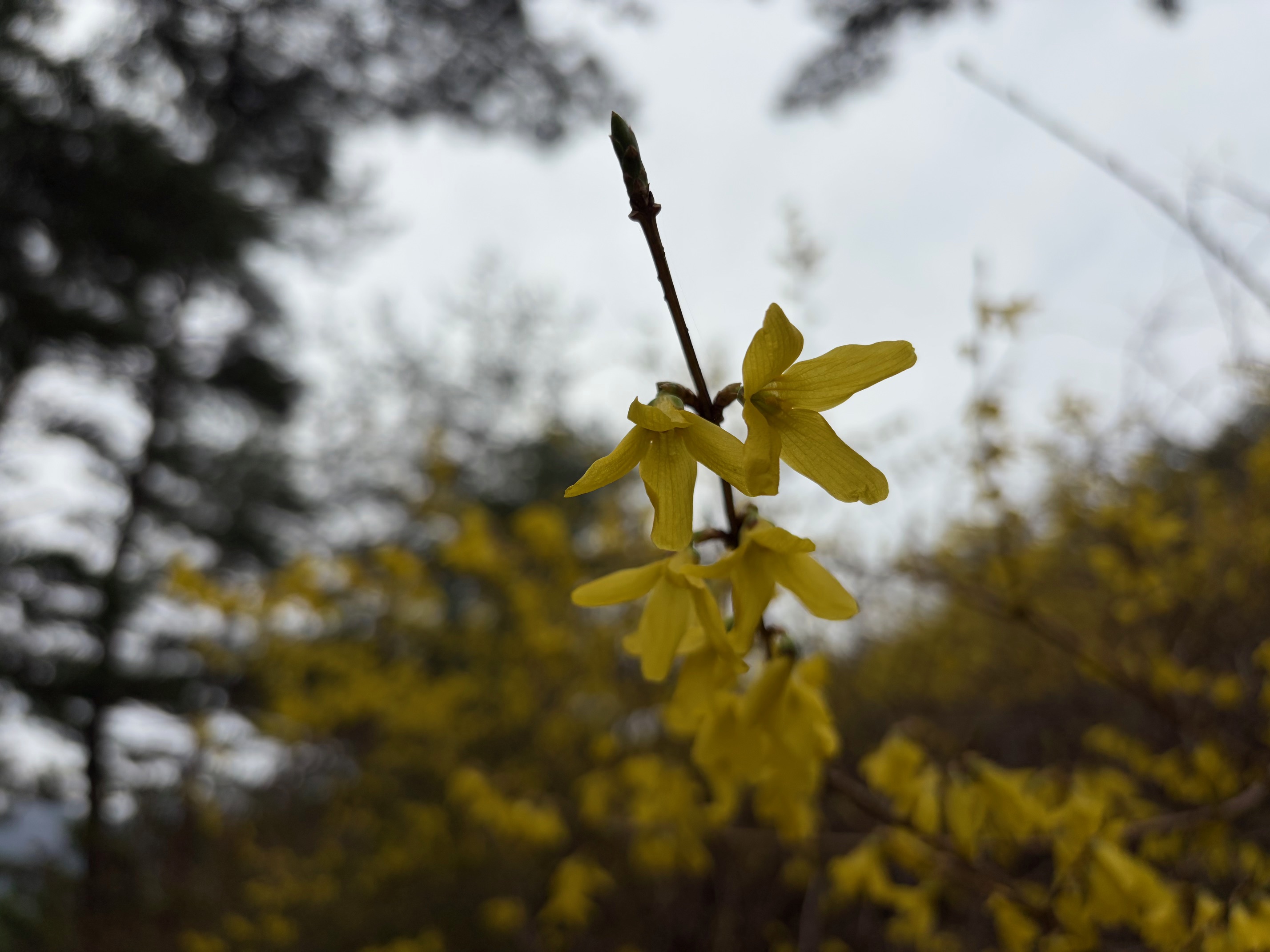 봄을 맞는 수목원 이미지 2