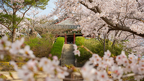 鏡浦桜祭り