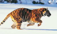 Animal