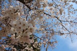 江陵の桜名所